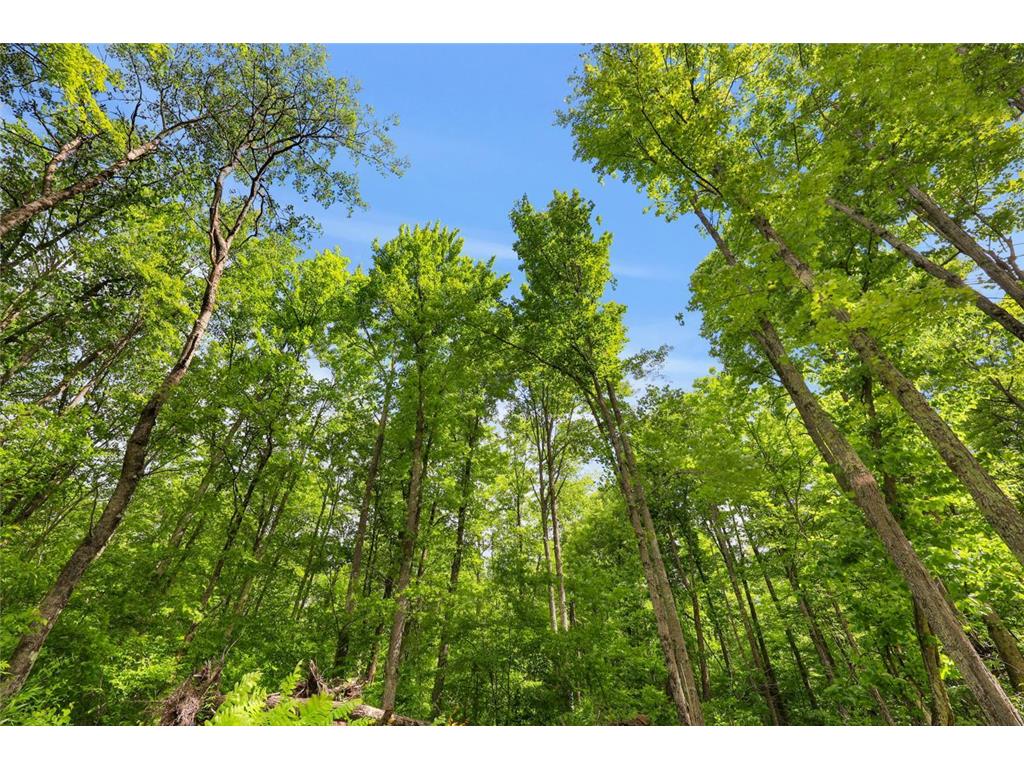 Lot 4 CSM 28/186 Radisson WI 54867 - Chippewa River 7085939 image14