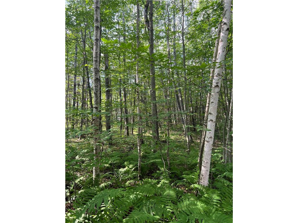 Lot 4 Fosmo La Follette Twp WI 54893 - Big Sand Lake 6234862 image1
