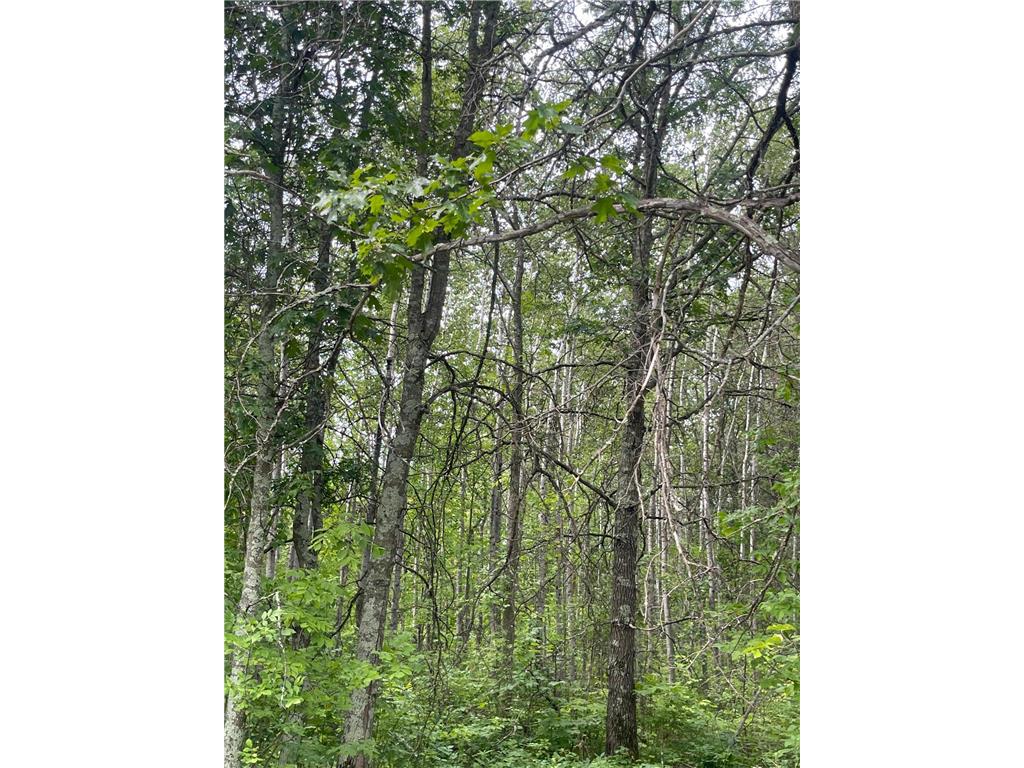 Lot 4 Patriot Ave Pequot Lakes MN 56472 6695206 image5