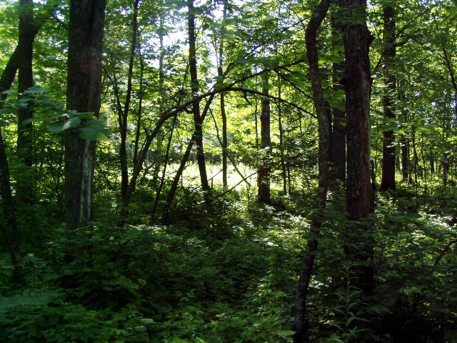 Lot 8 Blk 1 Falling Leaf Trail Park Rapids MN 56470 - Potato River 4554265 image1