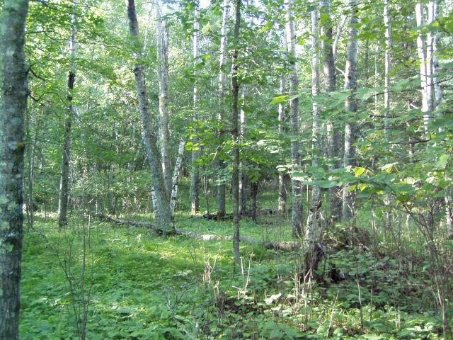 Lot 9 Blk 1 Falling Leaf Trail Park Rapids MN 56470 4554268 image1