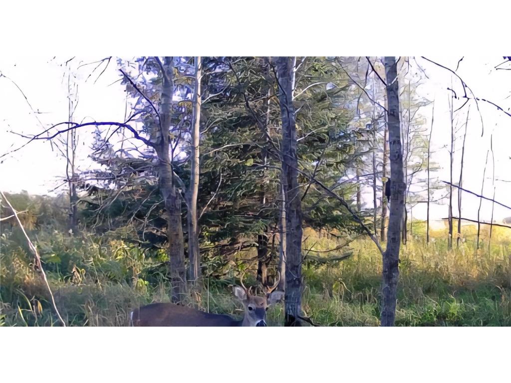 Lot A 316th Street Clarissa MN 56440 6719469 image1
