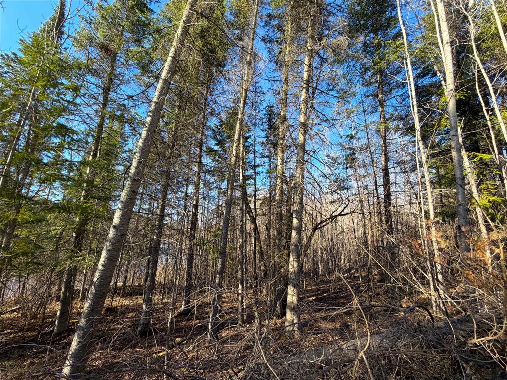 Lot B County Road 79 Littlefork MN 56653 - Little Fork River 7073831 image14