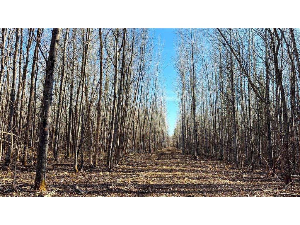 Lot D County Road 79 Littlefork MN 56653 - Little Fork River 7073834 image37