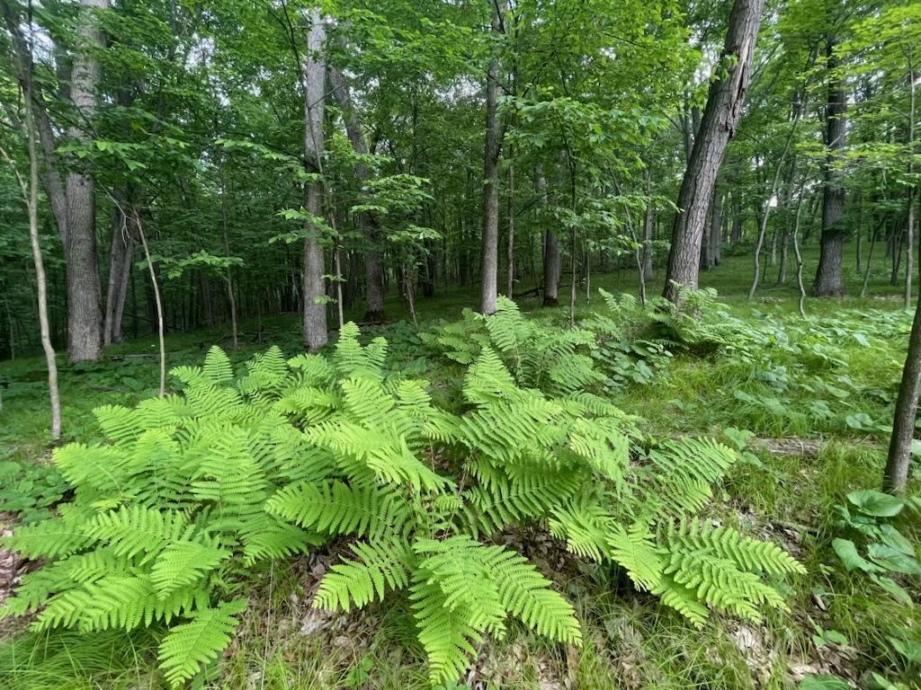 Lot's 45 & 6 Anderson Hill Lane Boyceville WI 54725 6716746 image12