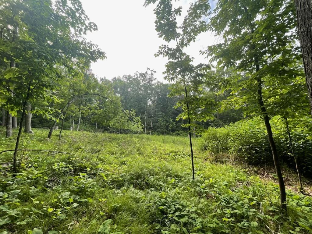 Lot's 45 & 6 Anderson Hill Lane Boyceville WI 54725 6716746 image13
