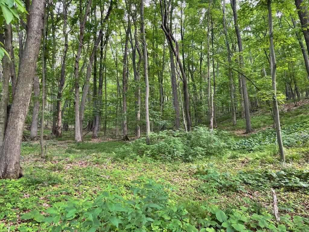 Lot's 45 & 6 Anderson Hill Lane Boyceville WI 54725 6716746 image14