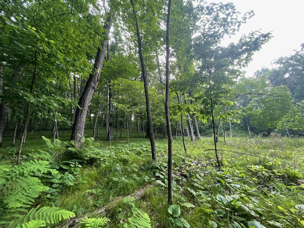 Lot's 45 & 6 Anderson Hill Lane Boyceville WI 54725 6716746 image15