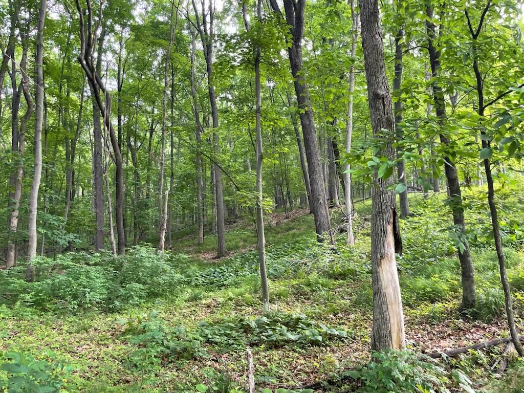 Lot's 45 & 6 Anderson Hill Lane Boyceville WI 54725 6716746 image6