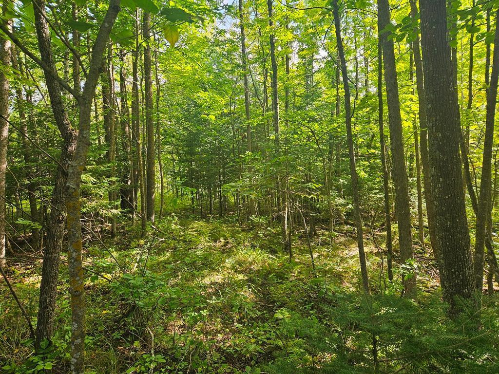 Lt 1 Blk 1 County Rd 238 Deer River MN 56636 - Little Moose Lake 6774203 image1