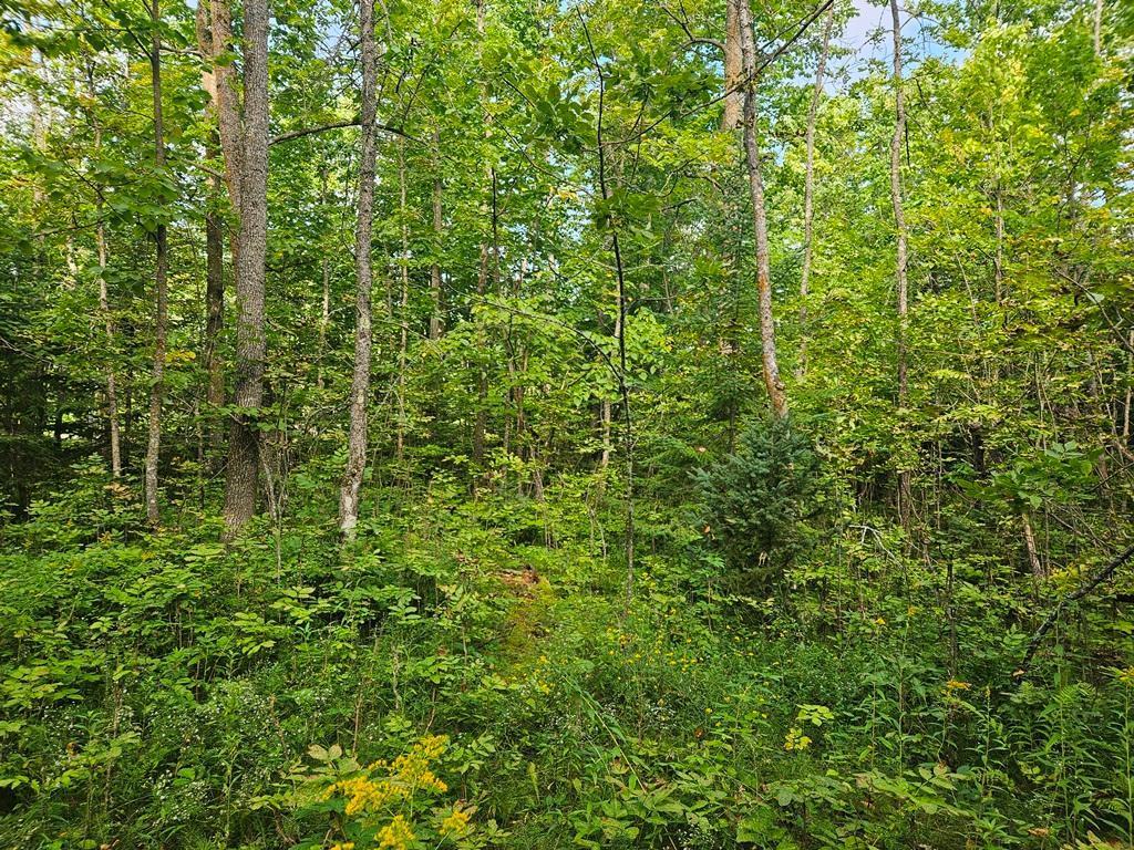 Lt 1 Blk 1 County Rd 238 Deer River MN 56636 - Little Moose Lake 6774203 image10