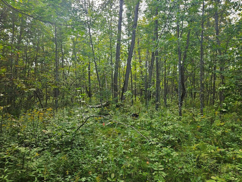 Lt 1 Blk 1 County Rd 238 Deer River MN 56636 - Little Moose Lake 6774203 image11