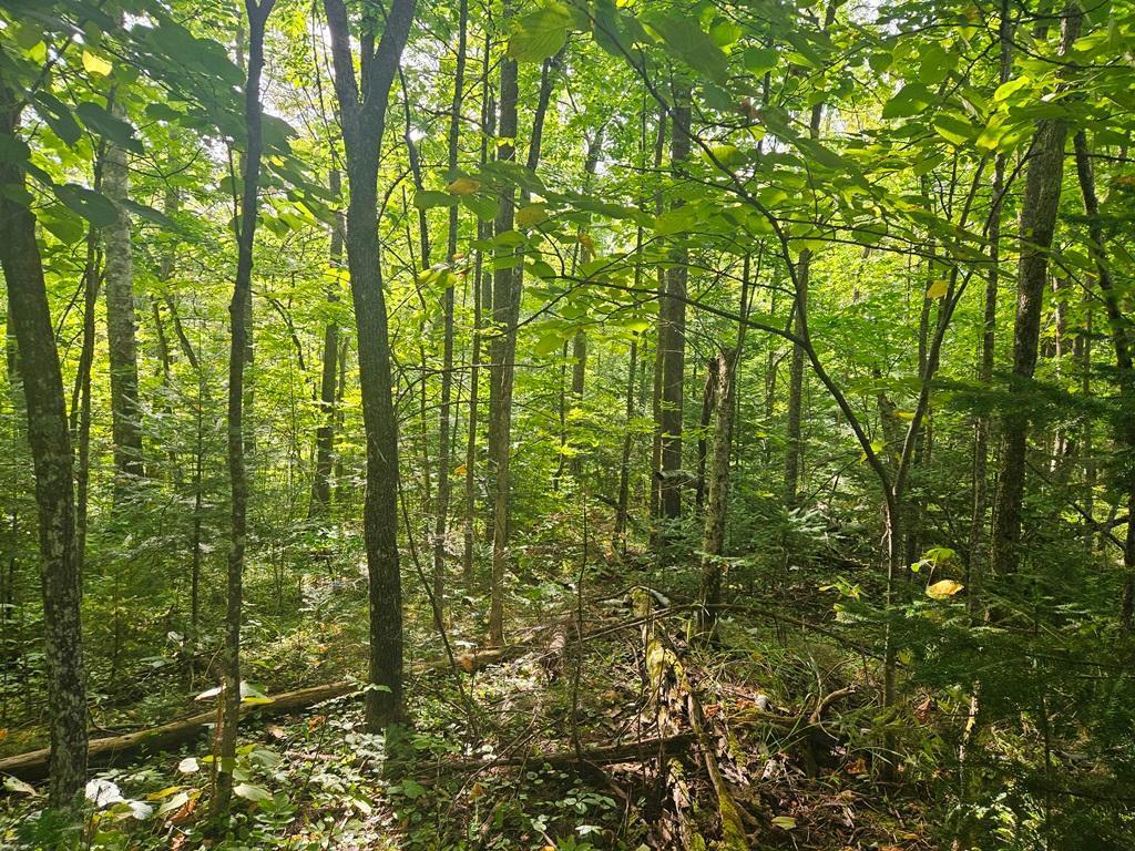 Lt 1 Blk 1 County Rd 238 Deer River MN 56636 - Little Moose Lake 6774203 image5