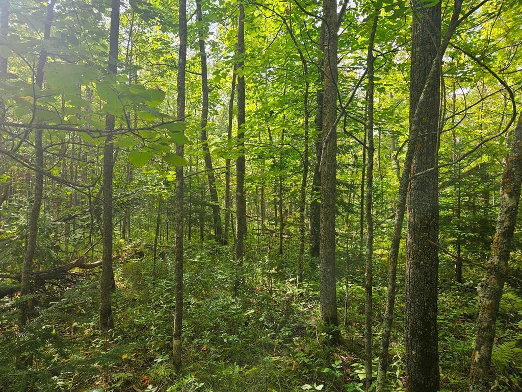 Lt 1 Blk 1 County Rd 238 Deer River MN 56636 - Little Moose Lake 6774203 image6