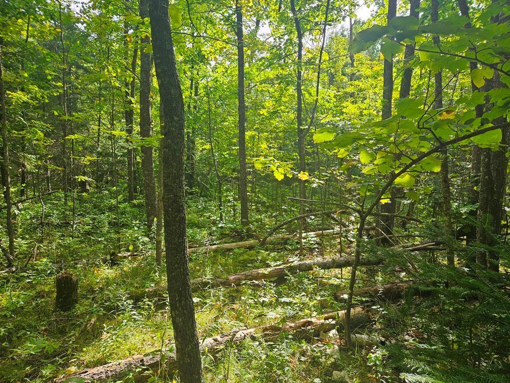 Lt 1 Blk 1 County Rd 238 Deer River MN 56636 - Little Moose Lake 6774203 image7