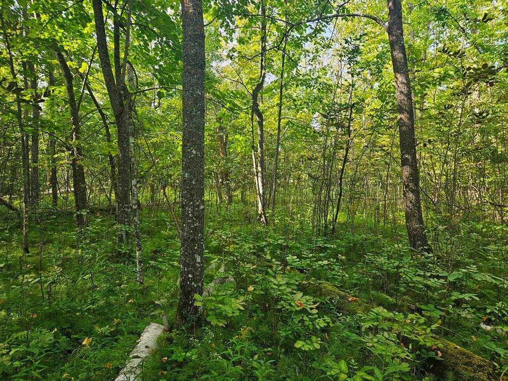 Lt 1 Blk 1 County Rd 238 Deer River MN 56636 - Little Moose Lake 6774203 image8