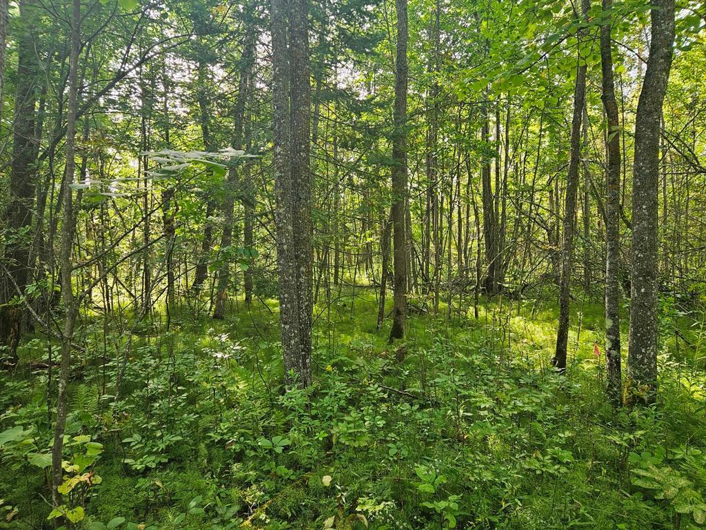 Lt 1 Blk 1 County Rd 238 Deer River MN 56636 - Little Moose Lake 6774203 image9