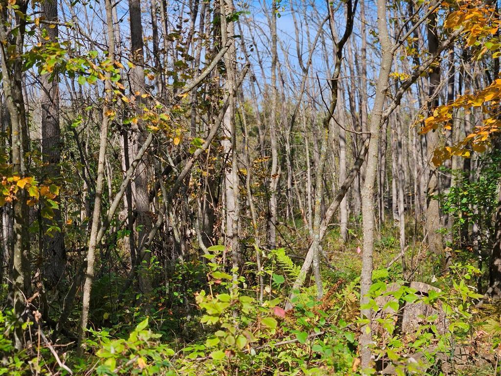 Lt 2 Blk 1 County Rd 238 Deer River MN 56636 - Little Moose Lake 6798217 image8