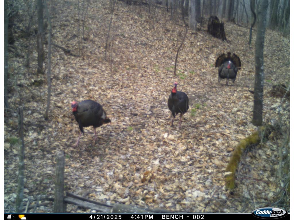 N35194 Przybilla Lane Burnside Twp WI 54747 7050101 image45