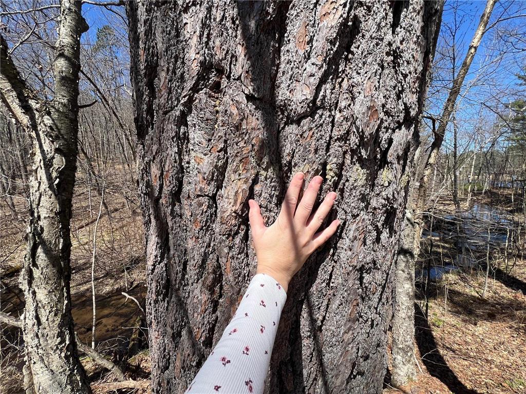 N4385 Red Oak Lane Stone Lake WI 54876 - Slim Lake 7058338 image19