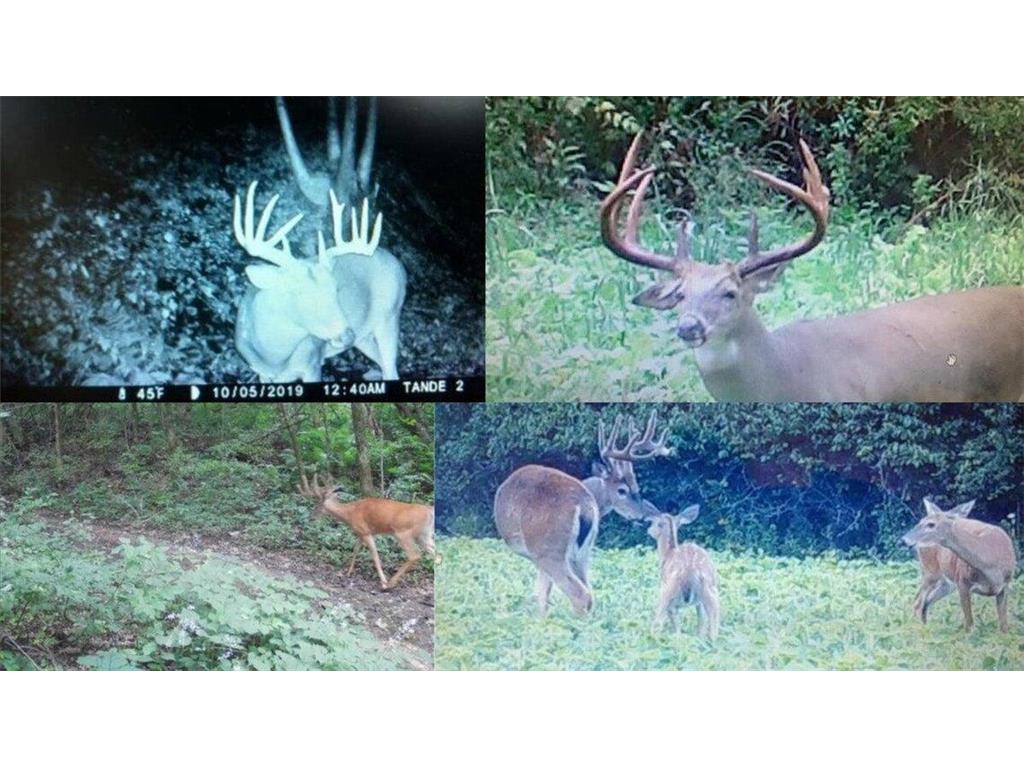 N7534 Skoy Coulee Road Farmington Twp WI 54644 7048846 image5