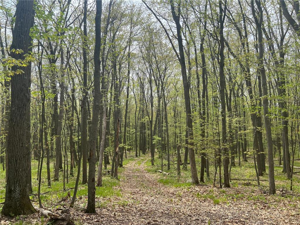 N8661 Sand Pit Road Trego Twp WI 54888 7075386 image4