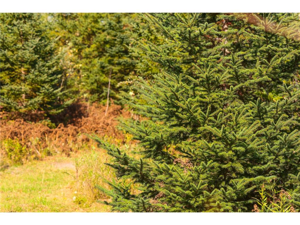 Parcel #3 TBD County 9 Becida MN 56678 7070920 image30