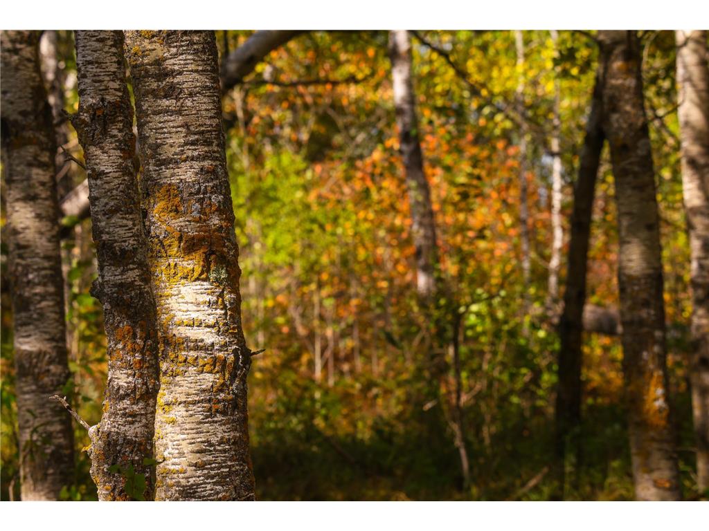 Parcel #3 TBD County 9 Becida MN 56678 7070920 image32
