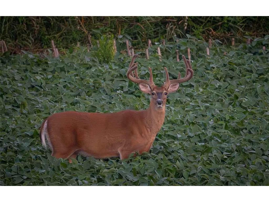 S1689 County Road Xx Alma WI 54610 7084434 image40