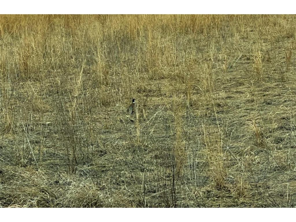 TBD 120th St SW West Bank Twp MN 56262 7044198 image35