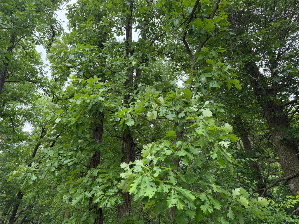 TBD 130th Street Burtrum MN 56318 7095387 image25