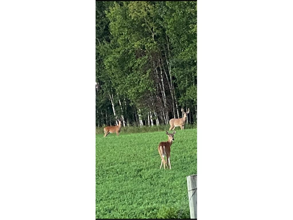 TBD 140th Street Evergreen Twp MN 56544 7085728 image124