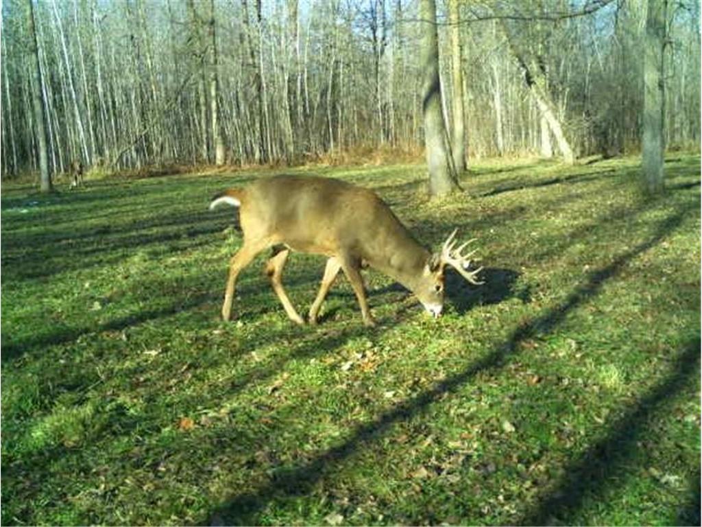 TBD 140th Street Evergreen Twp MN 56544 7085728 image125