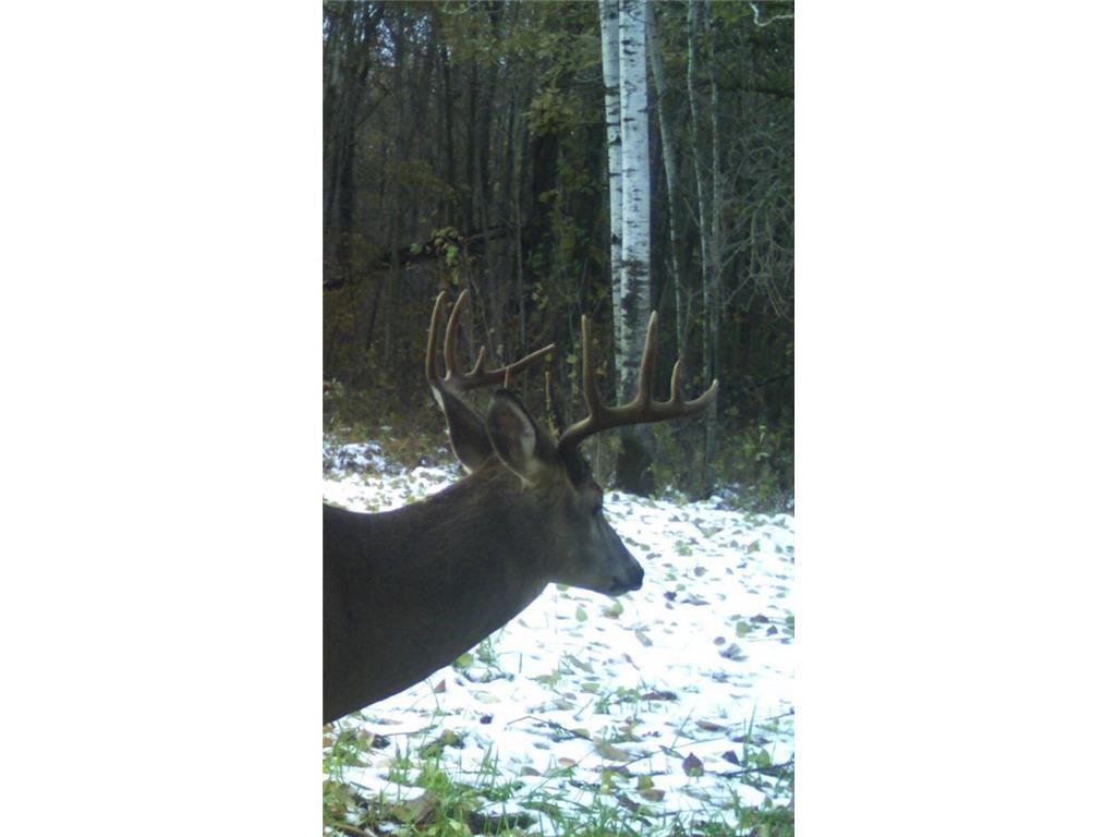 TBD 140th Street Evergreen Twp MN 56544 7085728 image129