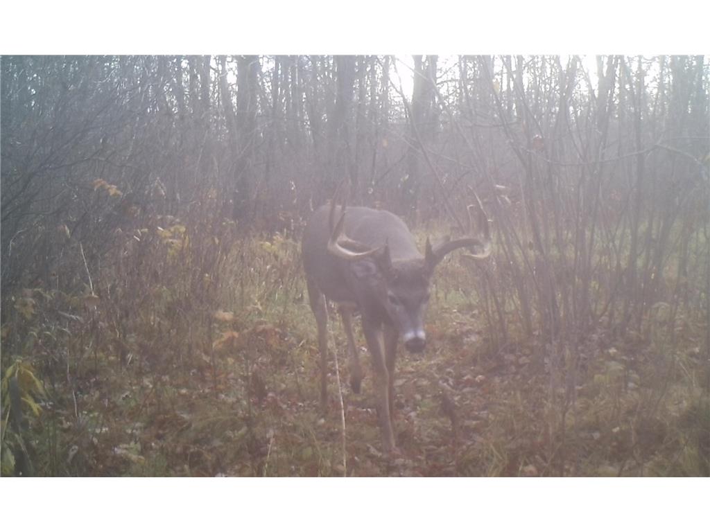 TBD 140th Street Evergreen Twp MN 56544 7085728 image135