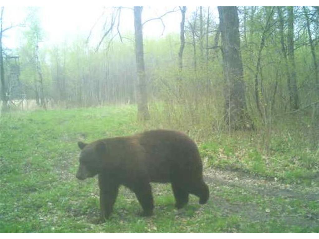TBD 140th Street Evergreen Twp MN 56544 7085728 image142