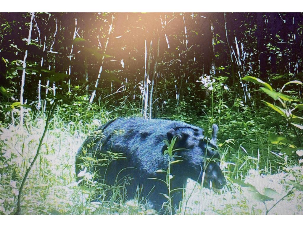 TBD 140th Street Evergreen Twp MN 56544 7085728 image146