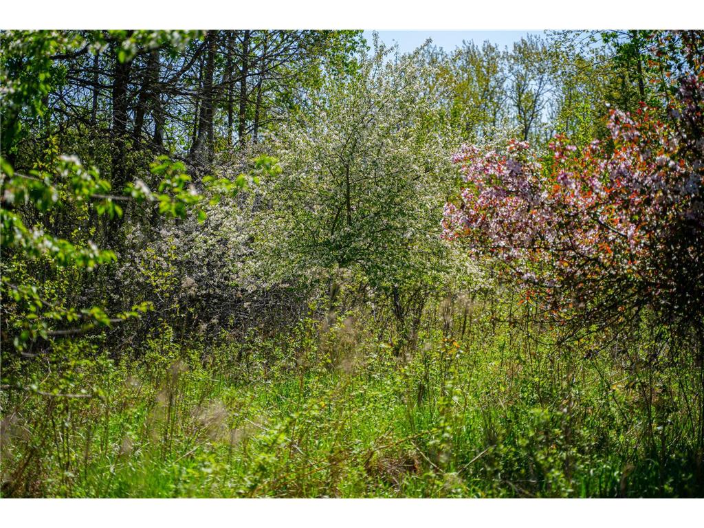 TBD 140th Street Evergreen Twp MN 56544 7085728 image42