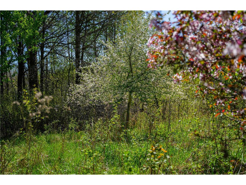 TBD 140th Street Evergreen Twp MN 56544 7085728 image43
