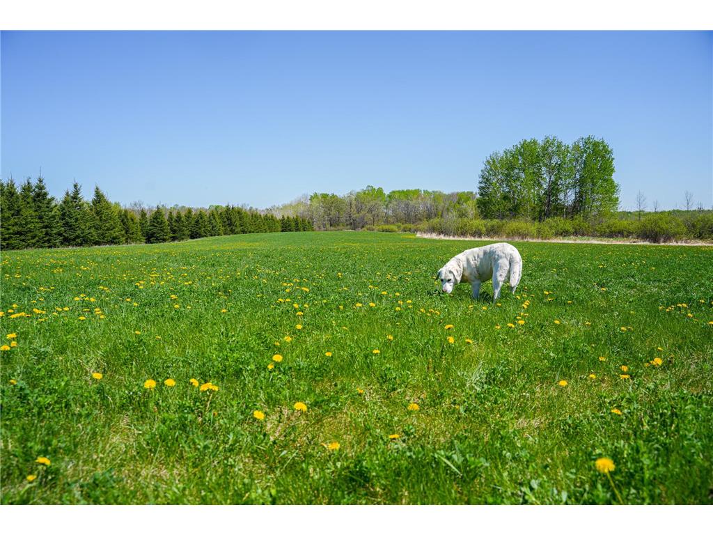 TBD 140th Street Evergreen Twp MN 56544 7085728 image48