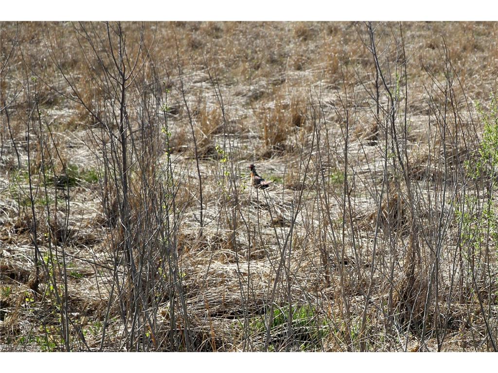 TBD 150th Street Fortier Twp MN 56220 7078878 image10