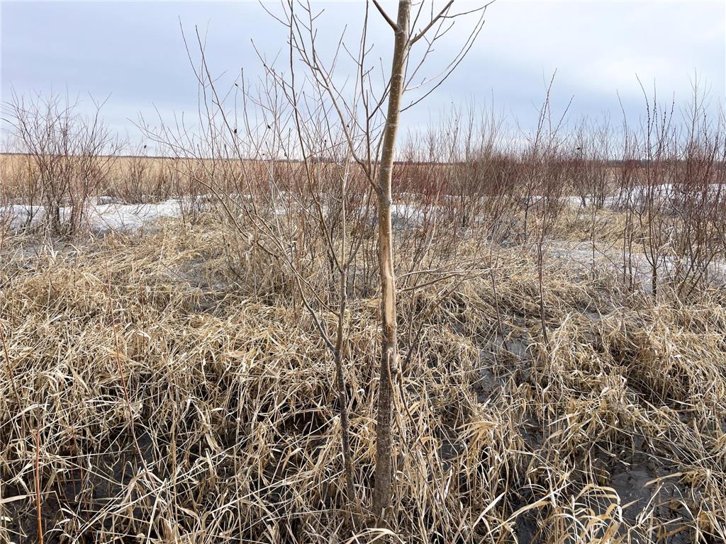 TBD 170th Street NW Numedal Twp MN 56701 7053946 image14