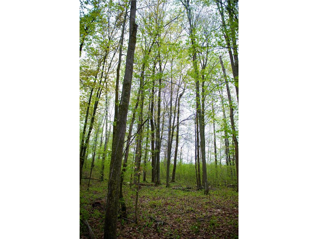 TBD-20AC Velvet Street Kroschel Twp MN 55072 7086612 image52