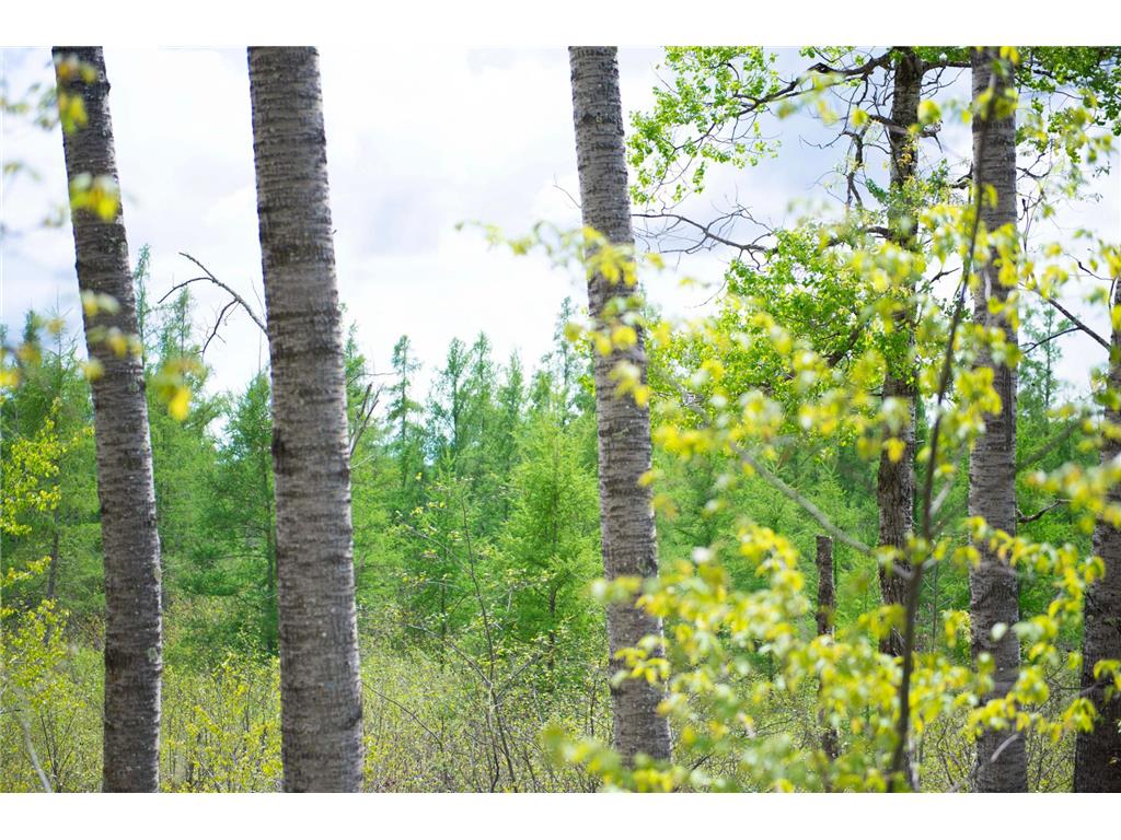 TBD-20AC Velvet Street Kroschel Twp MN 55072 7086612 image67