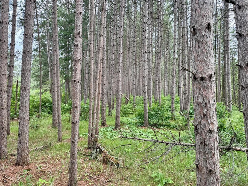 TBD 20th St. SW 20 St. SW Bull Moose Twp MN 56474 6757775 image12