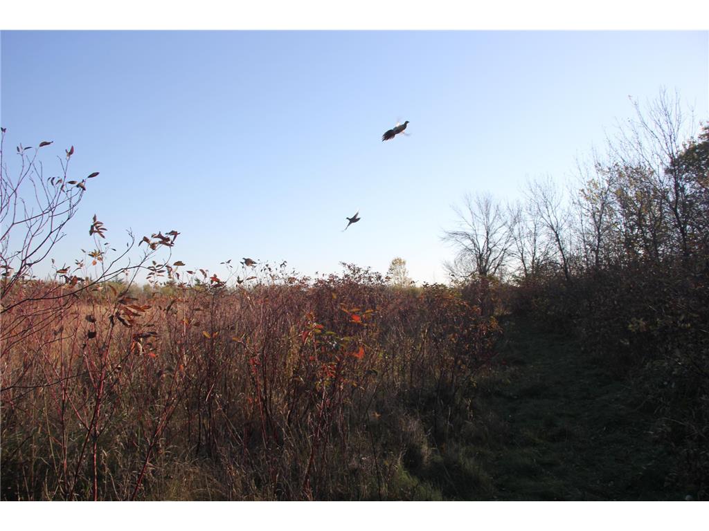 TBD 230th Street Worthington Twp MN 56187 6809735 image24