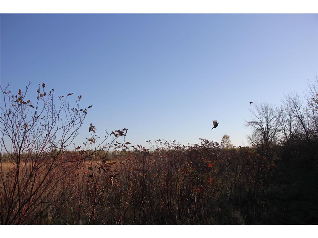 TBD 230th Street Worthington Twp MN 56187 6809735 image4