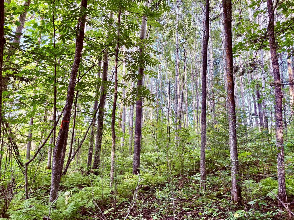 TBD 25th Ave SE Gudrid Twp MN 56623 - Silver Creek 6774678 image14