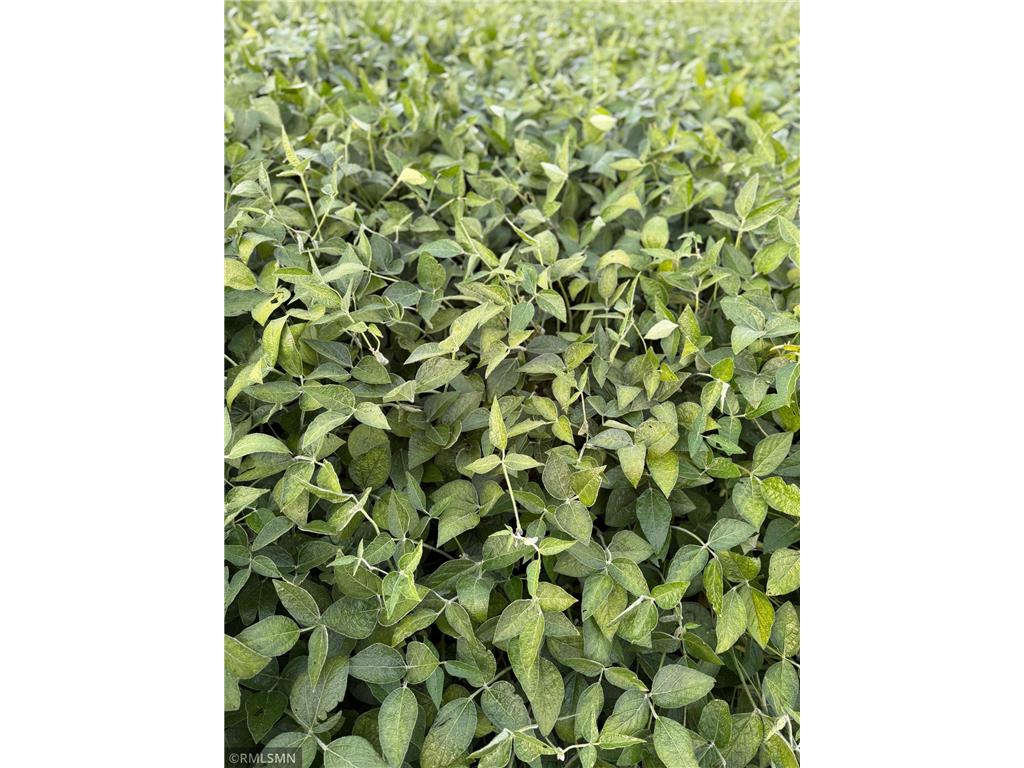 TBD 265th Avenue Faxon Twp MN 56011 6788599 image2