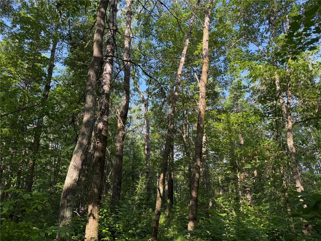 TBD 270th Street Sebeka MN 56477 - Crow Wing River 7091813 image20